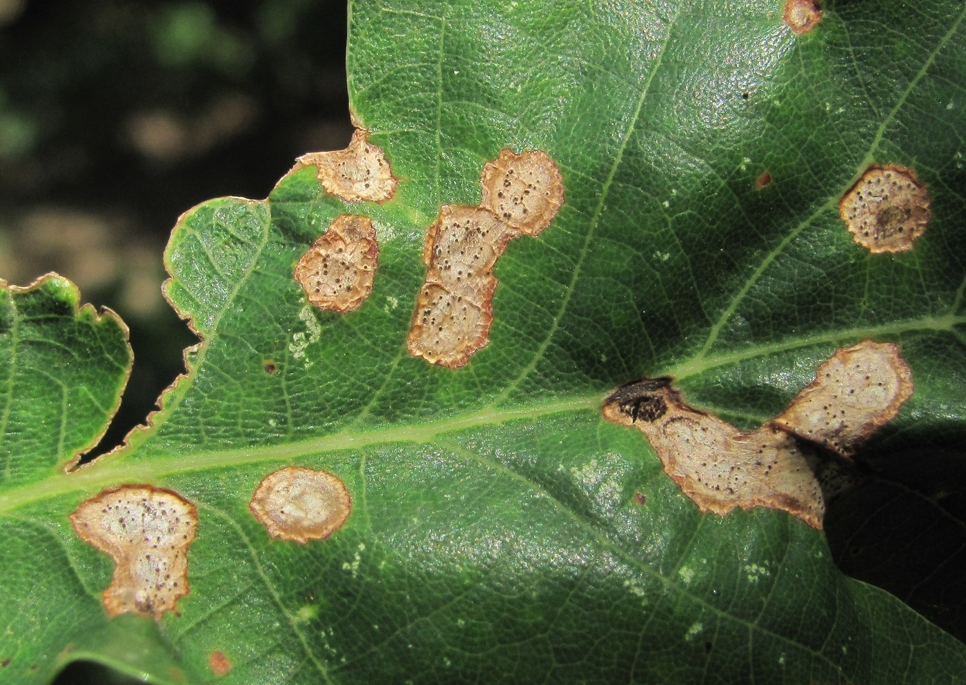 Image of Quercus petraea specimen.