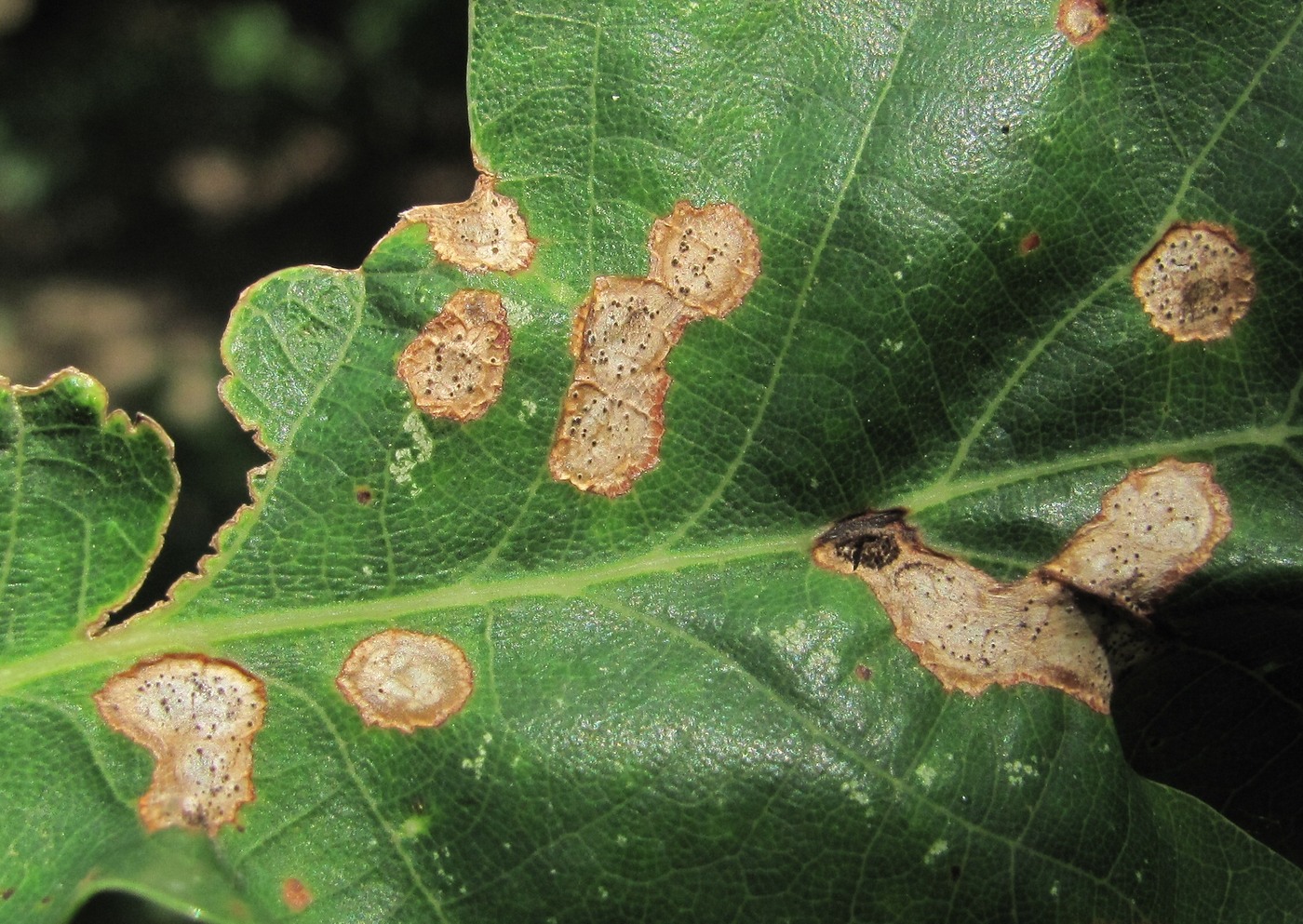 Изображение особи Quercus petraea.