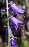 Campanula rapunculoides