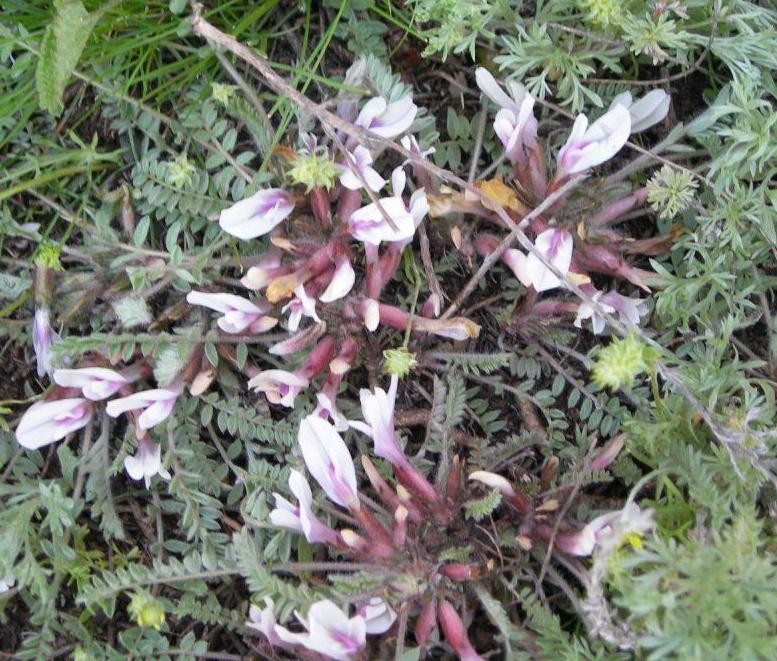 Изображение особи Astragalus testiculatus.