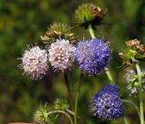 Succisa pratensis