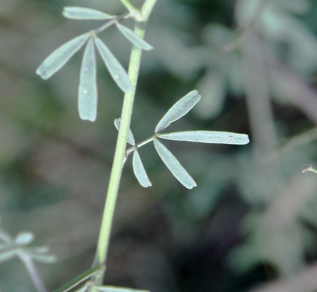 Изображение особи Astragalus melilotoides.