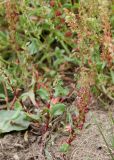 Rumex bucephalophorus. Цветущие растения. Италия, окр. Рима, луг на приморских песках. 09.04.2016.