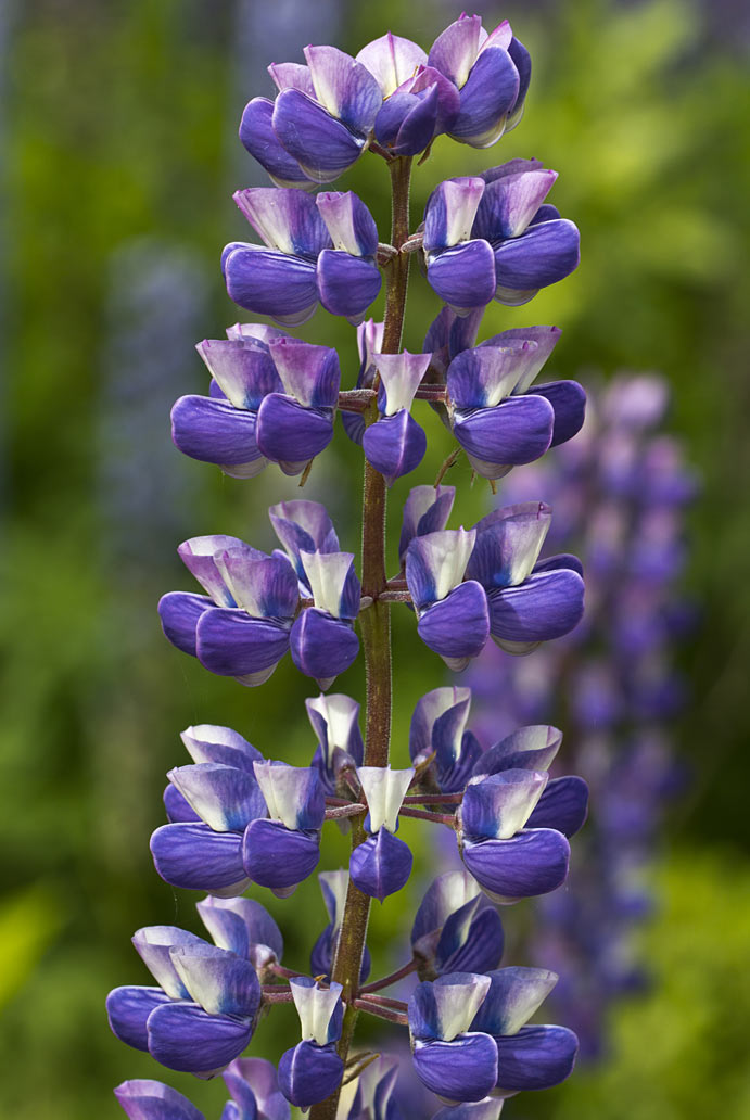 Изображение особи Lupinus &times; regalis.