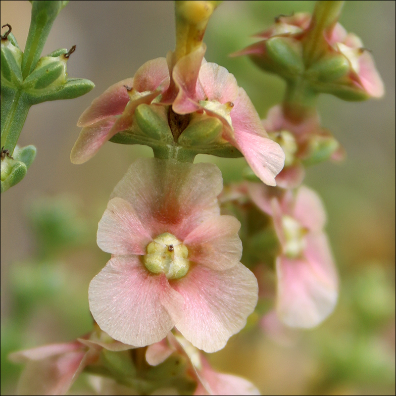 Image of Salsola oppositifolia specimen.