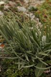 Saussurea leucophylla