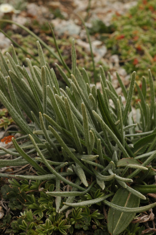 Image of Saussurea leucophylla specimen.