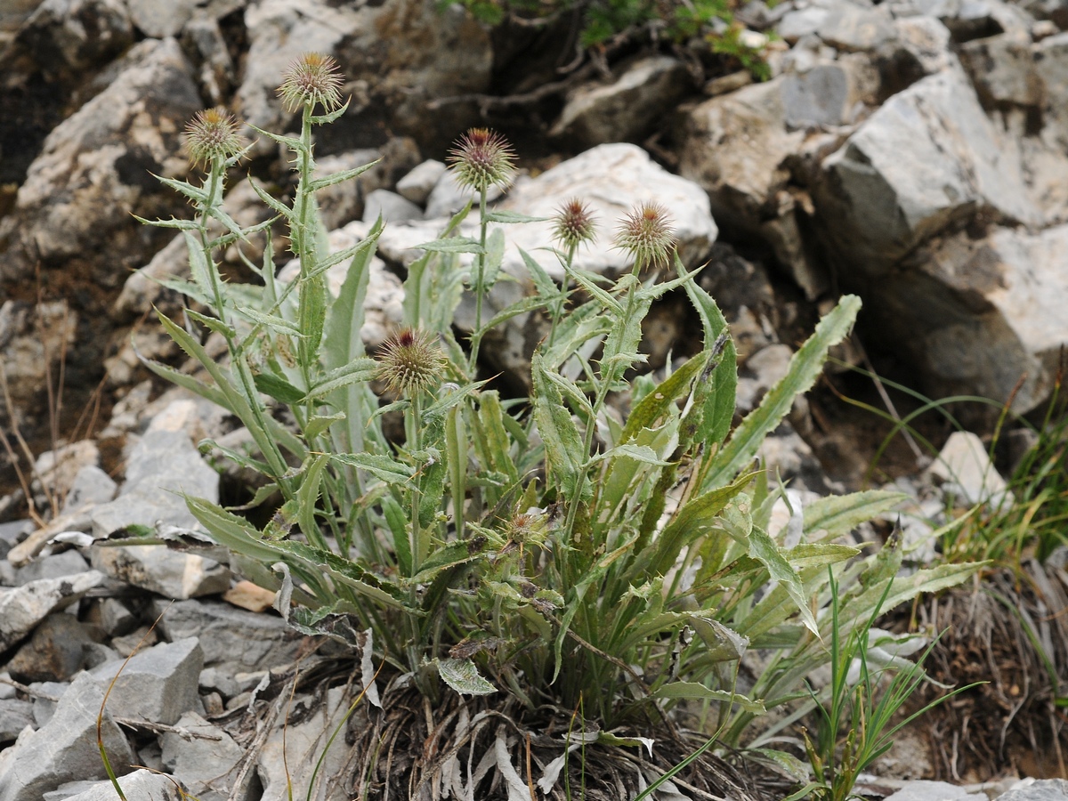 Изображение особи Syreitschikovia spinulosa.