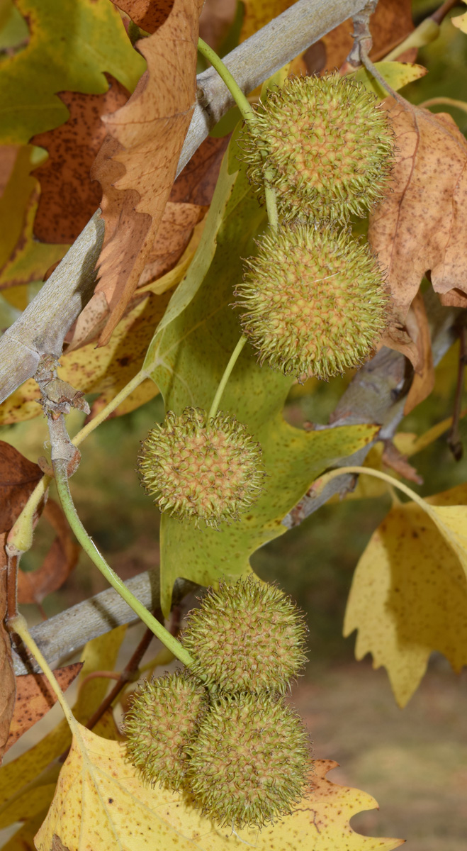 Изображение особи Platanus orientalis.