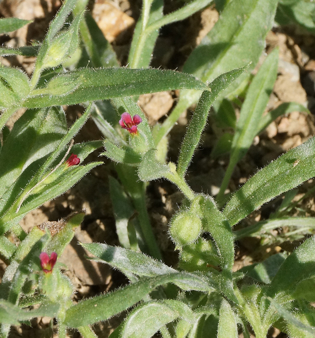 Image of Nonea caspica specimen.