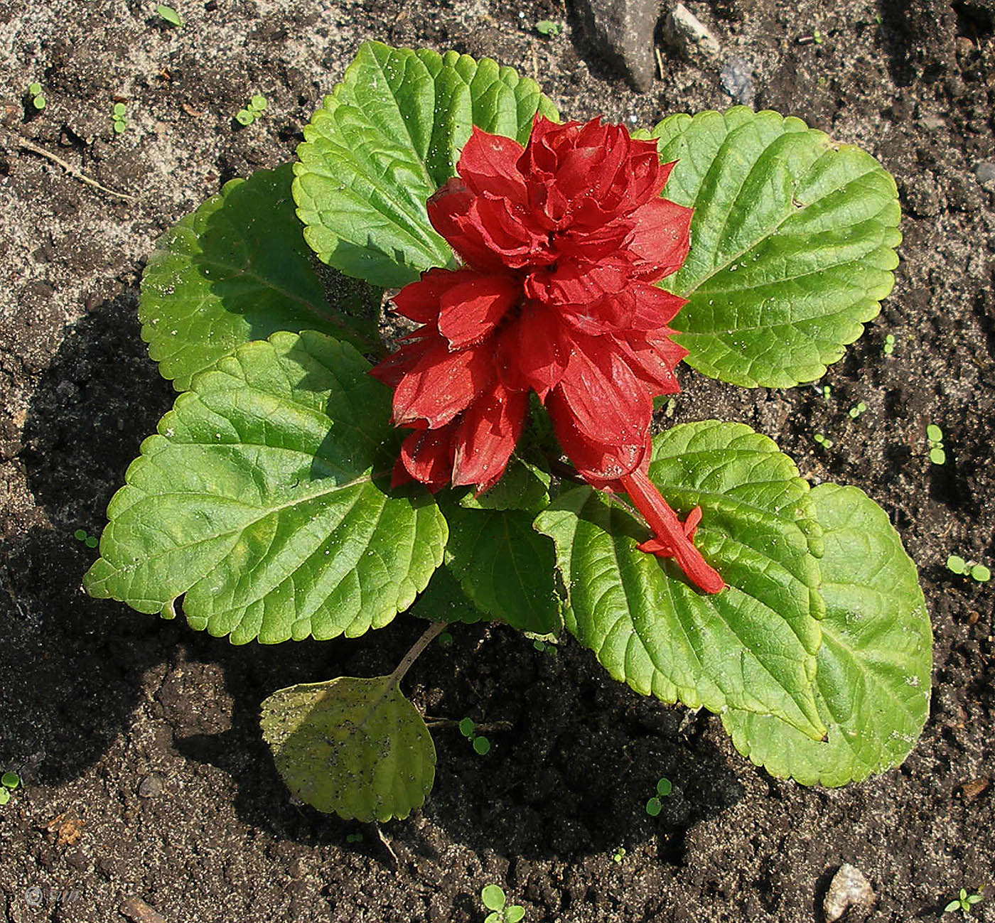 Image of Salvia splendens specimen.