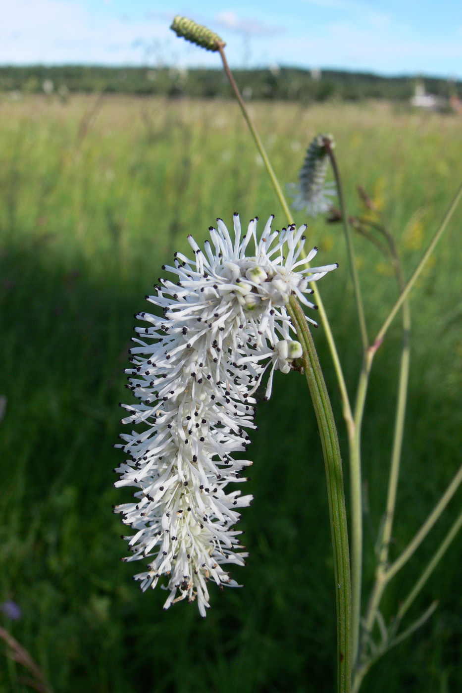 Изображение особи Sanguisorba parviflora.