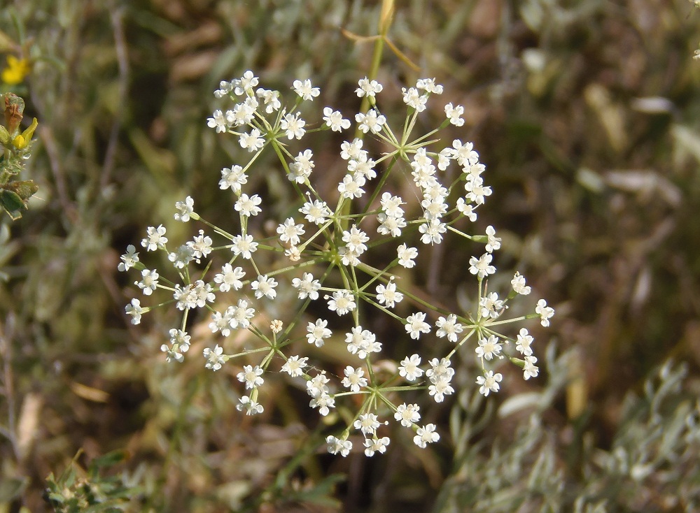 Изображение особи Falcaria vulgaris.