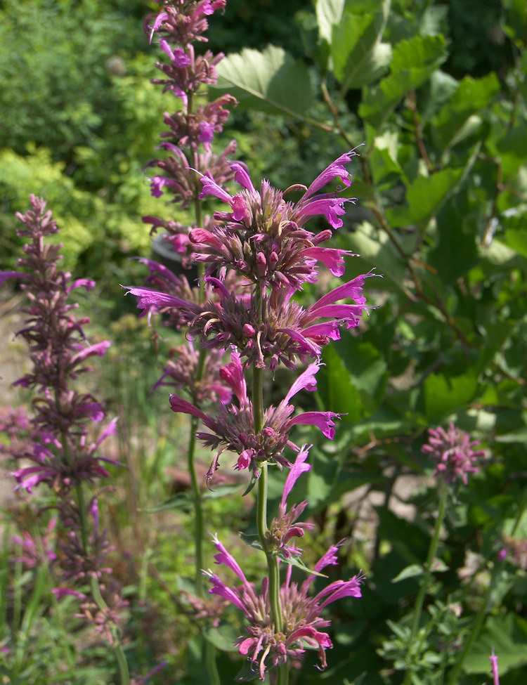 Image of Agastache mexicana specimen.