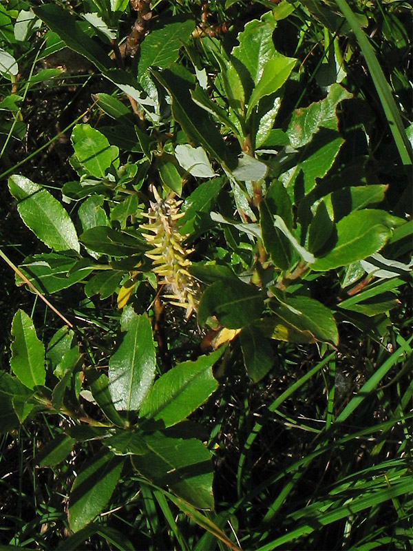 Image of Salix rhaetica specimen.