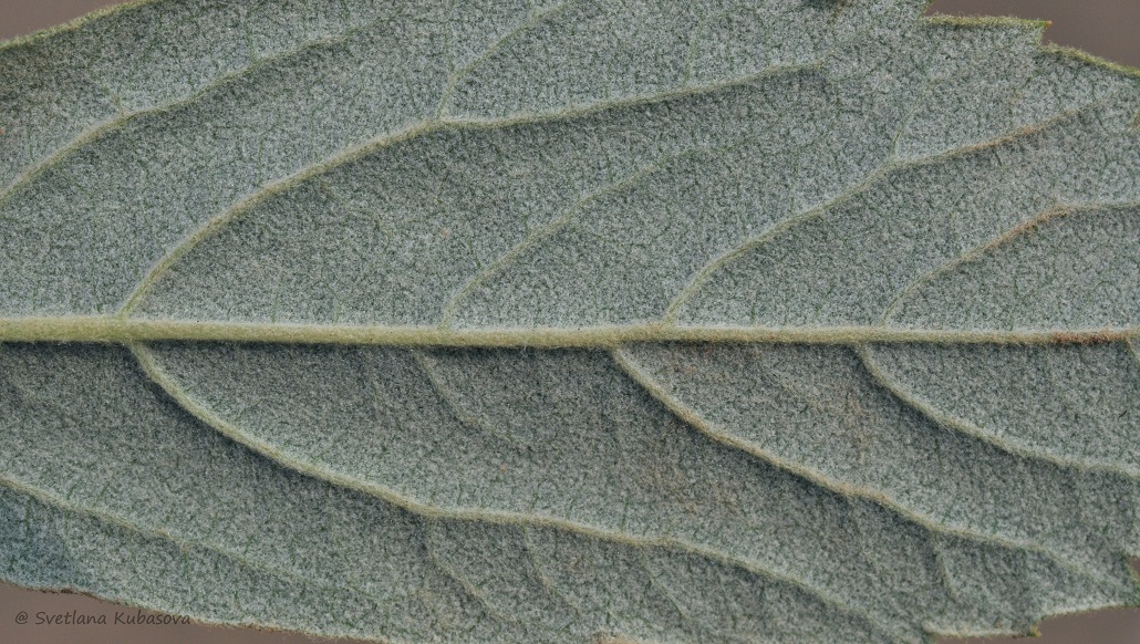 Image of Spiraea douglasii specimen.