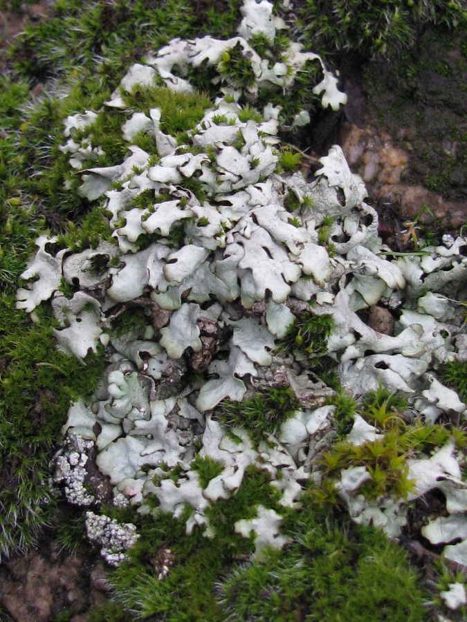Изображение особи Physcia adscendens.