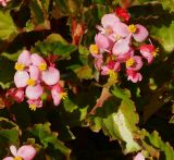 Begonia × hortensis