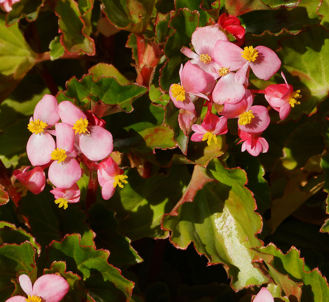 Изображение особи Begonia &times; hortensis.