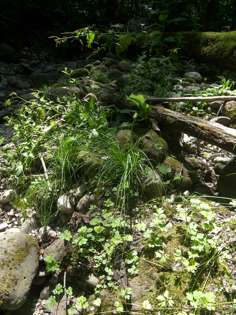 Image of Carex divulsa specimen.