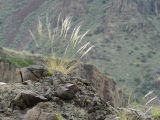 Stipa caucasica