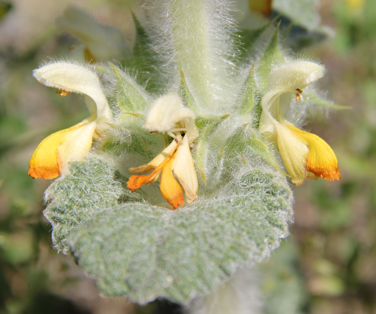 Image of Paraeremostachys sogdiana specimen.