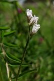 Vicia hirsuta