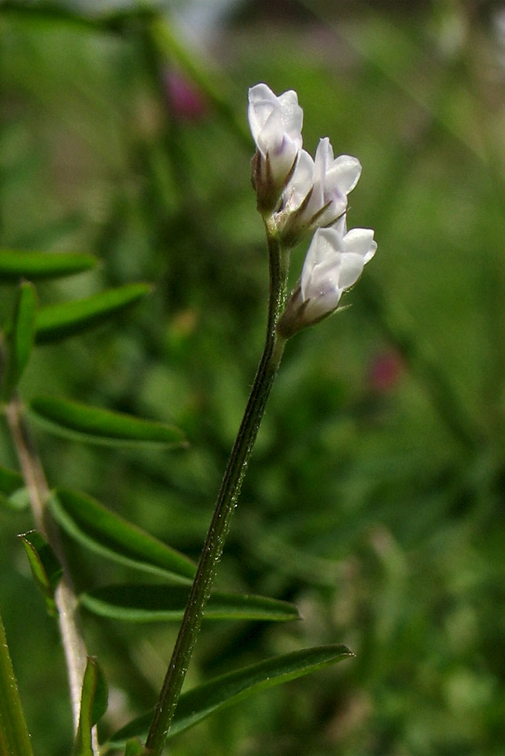 Изображение особи Vicia hirsuta.