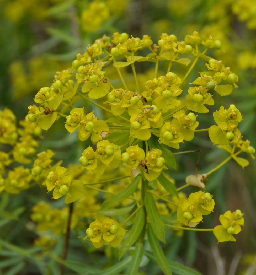 Изображение особи род Euphorbia.