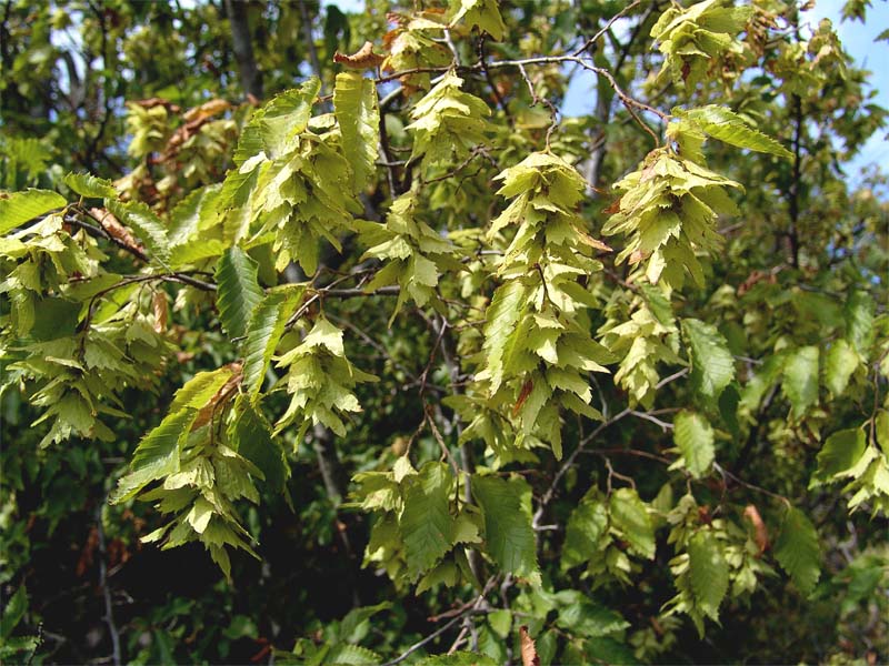 Image of Carpinus orientalis specimen.