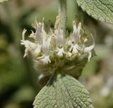 Marrubium thessalum
