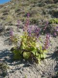 Salvia verticillata