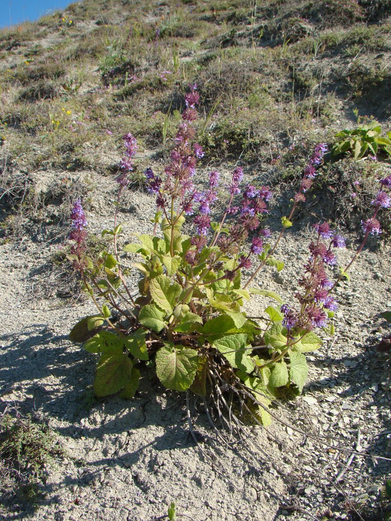 Изображение особи Salvia verticillata.