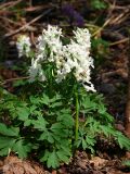 Corydalis solida