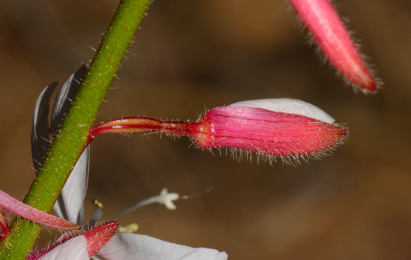 Image of Gaura lindheimeri specimen.