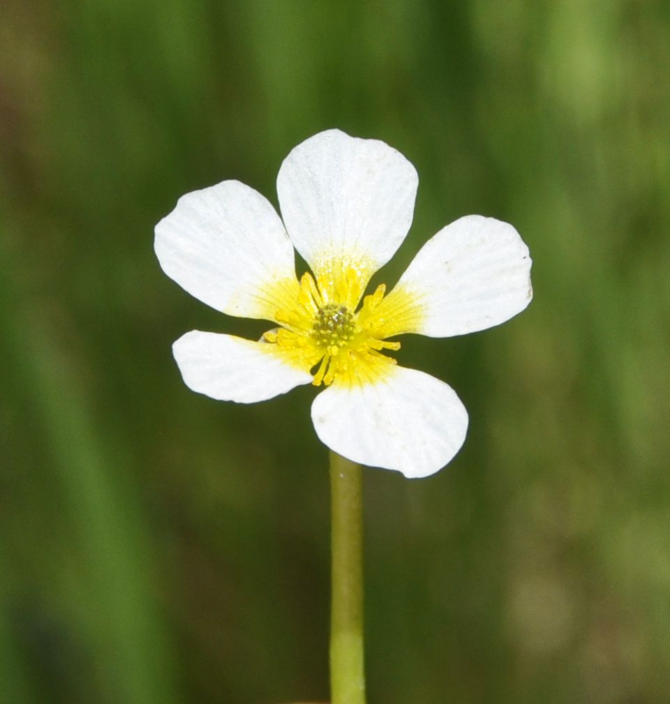 Image of Ranunculus trichophyllus specimen.