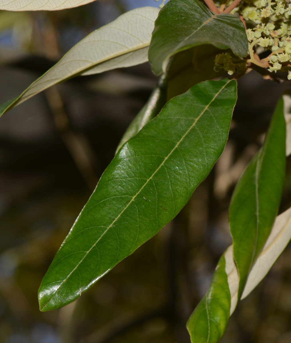 Image of Alphitonia excelsa specimen.