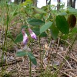 Lathyrus humilis