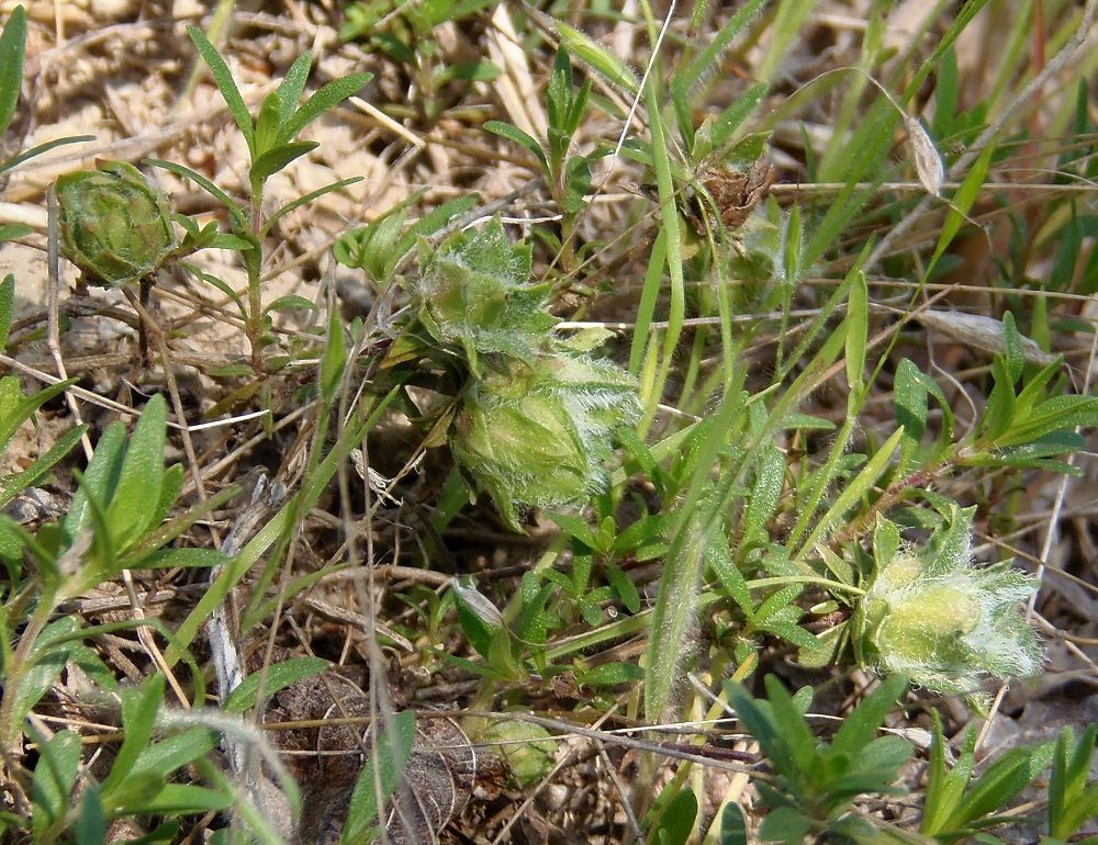Изображение особи Thymus marschallianus.