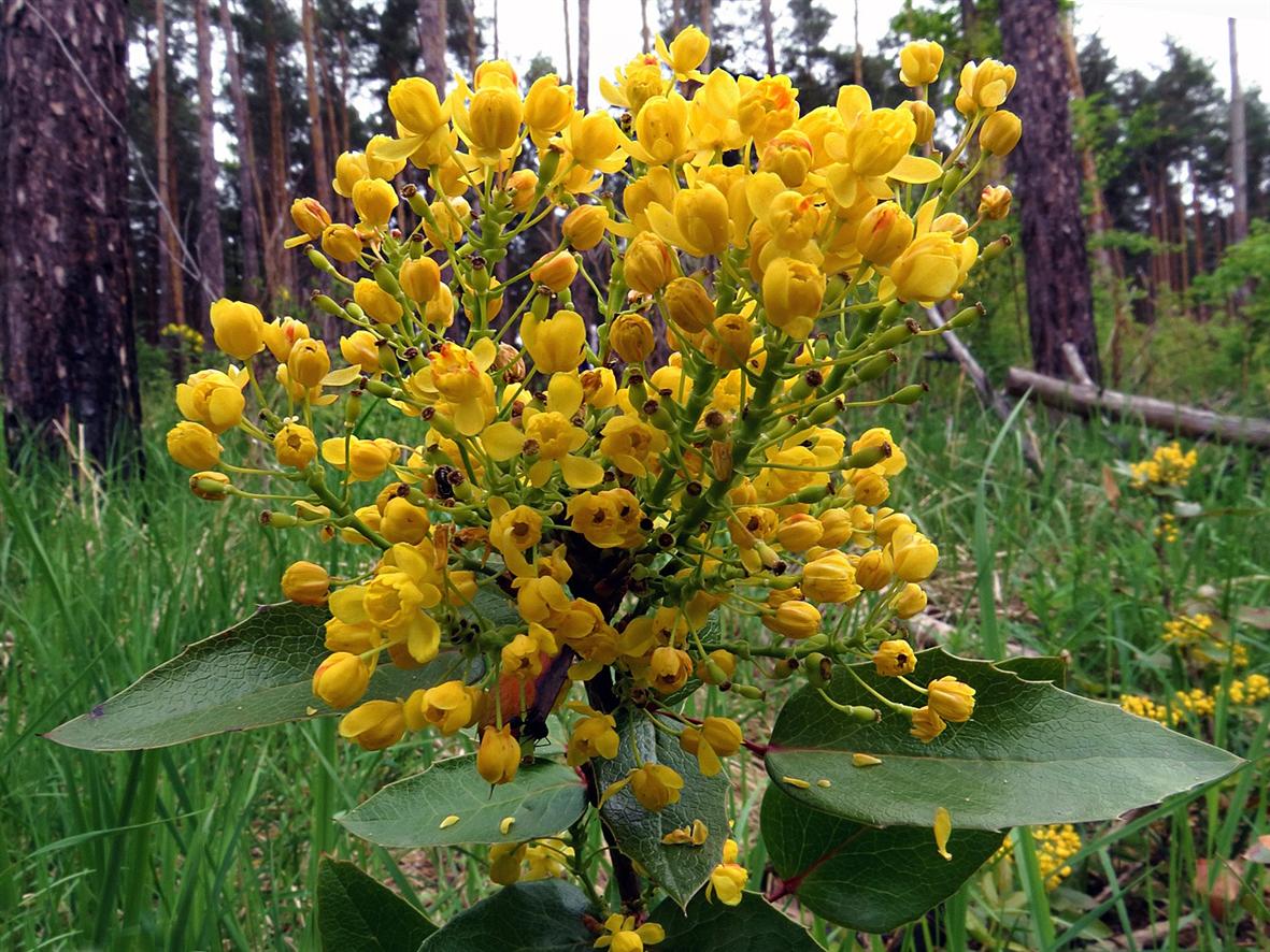 Image of Mahonia aquifolium specimen.