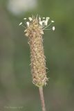 Image of taxon representative. Author is Максим Гуляев