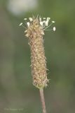 Plantago lanceolata. Соцветие. Крым, Бахчисарайский р-н, пос. Голубинка, на краю канавы. 19.06.2017.