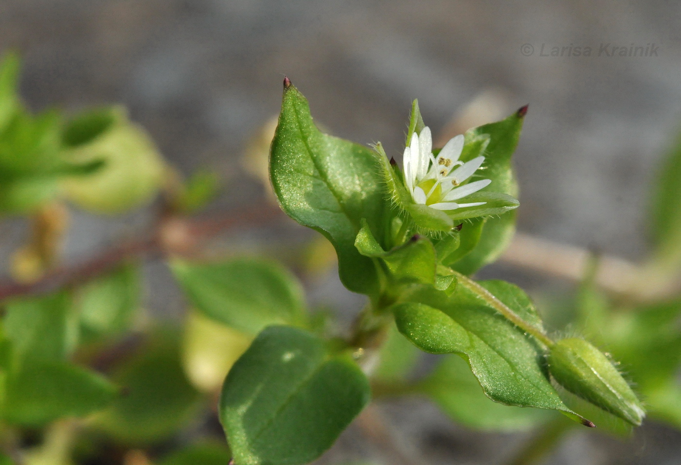 Image of Stellaria media specimen.