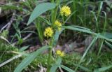 Naumburgia thyrsiflora
