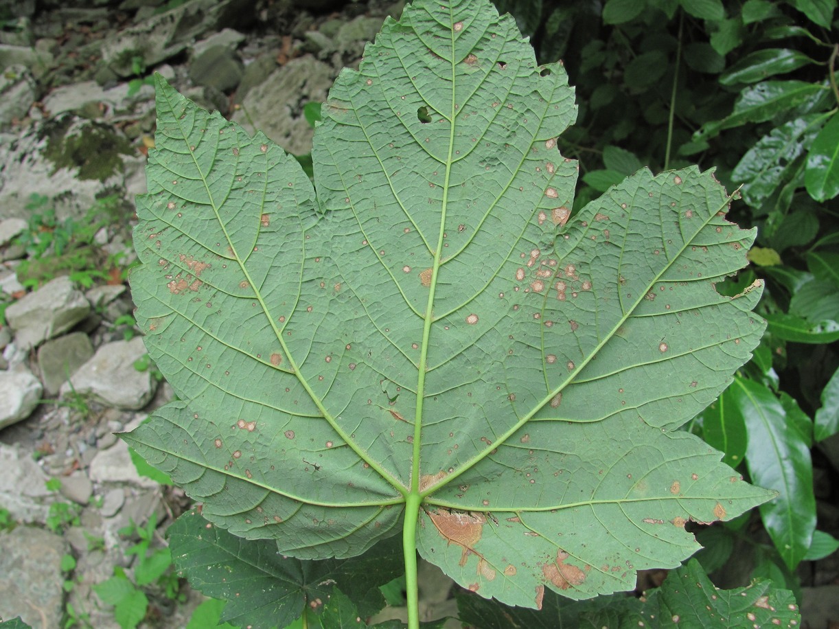 Изображение особи Acer pseudoplatanus.