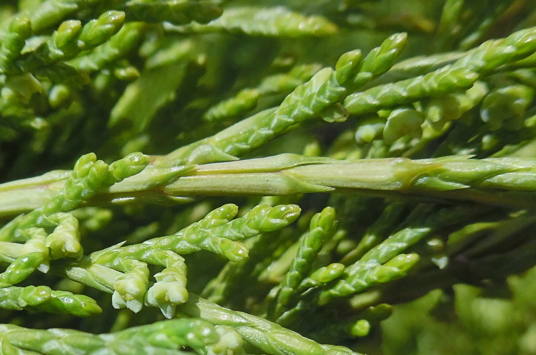 Image of Juniperus sabina specimen.