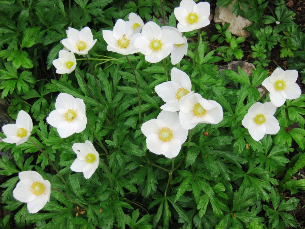 Image of Anemone sylvestris specimen.