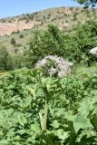 Heracleum lehmannianum