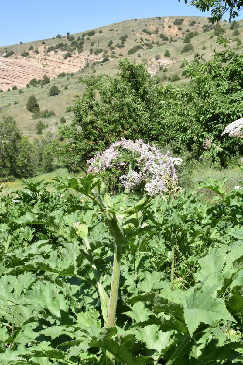 Изображение особи Heracleum lehmannianum.