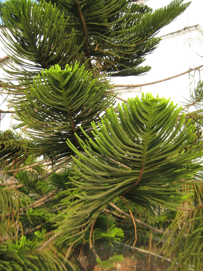Image of Araucaria heterophylla specimen.